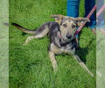 Small #3 Collie-German Shepherd Dog Mix