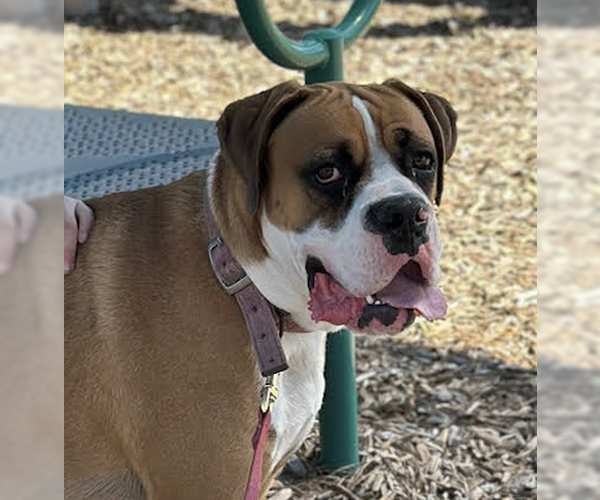 Medium Photo #2 Boxer Puppy For Sale in  Katy, TX, USA