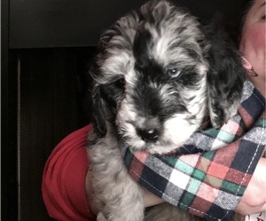 Aussiedoodle Puppy for sale in GARRISON, KY, USA