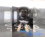 Small Photo #5 German Shepherd Dog Puppy For Sale in HILLSBORO, IL, USA