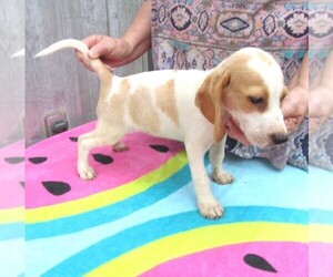 Beagle Puppy for sale in RATTAN, OK, USA