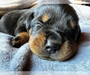 Rottweiler Puppy for sale in VINA, AL, USA
