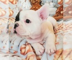 Small Photo #29 French Bulldog Puppy For Sale in W LINN, OR, USA