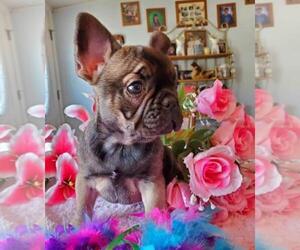 French Bulldog Puppy for sale in BOSTON, KY, USA