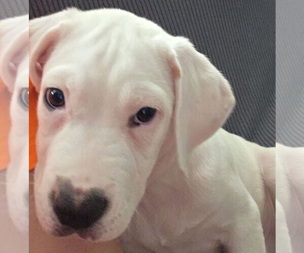 Medium Photo #14 Boxer-Unknown Mix Puppy For Sale in Brooklyn Center, MN, USA