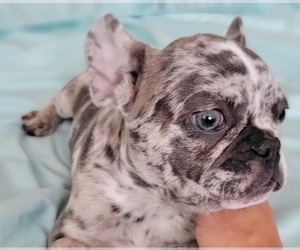 Medium French Bulldog