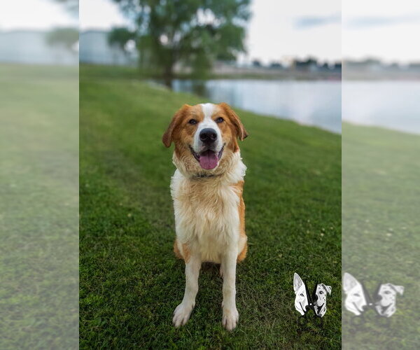 Medium Photo #4 Australian Shepherd-Collie Mix Puppy For Sale in Evansville, IN, USA