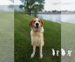 Small #3 Australian Shepherd-Collie Mix
