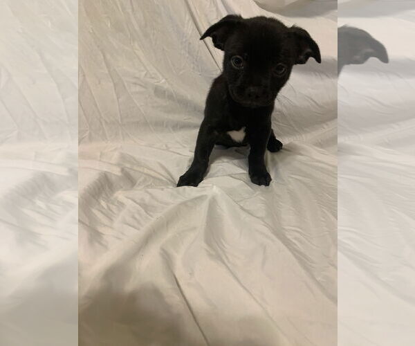 Medium Photo #1 Chihuahua-Unknown Mix Puppy For Sale in The Woodlands, TX, USA