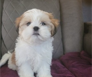 Shih Tzu Puppy for sale in COLORADO SPRINGS, CO, USA