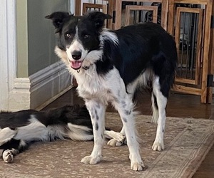 Father of the Border Collie puppies born on 06/22/2022