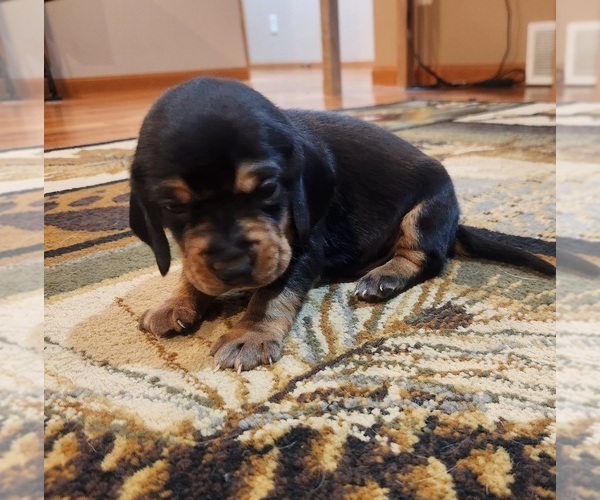 Medium Photo #3 Beagle Puppy For Sale in MINERAL POINT, WI, USA