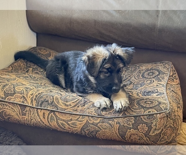 Medium Photo #7 German Shepherd Dog Puppy For Sale in OXNARD, CA, USA