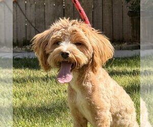 Cock-A-Poo-Unknown Mix Dogs for adoption in Yardley, PA, USA