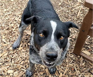 Bluey - Male Mutt Dog for Adoption - Photo #2