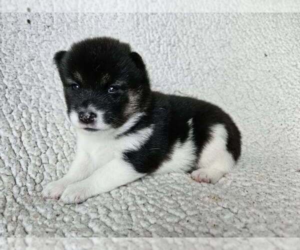 Medium Photo #1 Pom-Shi Puppy For Sale in MIDDLEBURG, FL, USA