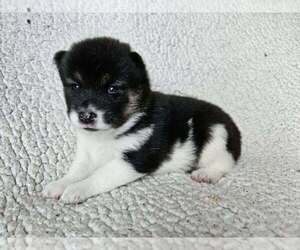 Pom-Shi Puppy for sale in MIDDLEBURG, FL, USA