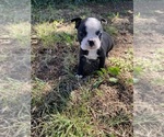 Small #3 Boston Terrier