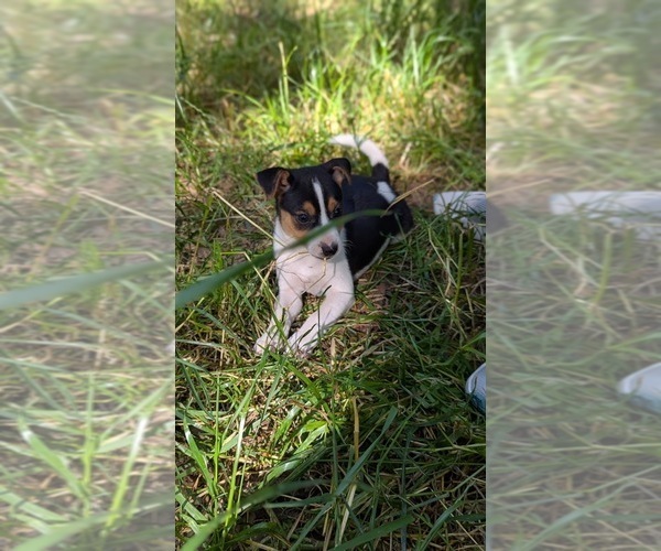 Medium Photo #8 Rat Terrier Puppy For Sale in WHITAKERS, NC, USA
