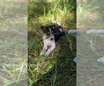 Small #7 Rat Terrier