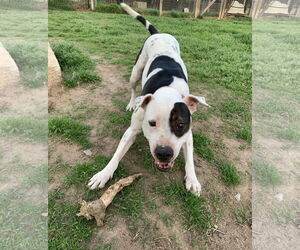 DELILAH(terrier) - Female Mutt Dog for Adoption - Photo #8