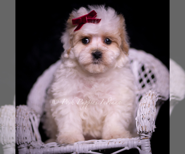 Medium Photo #5 Maltipoo (Miniature) Puppy For Sale in WARSAW, IN, USA