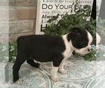 Small #3 Boston Terrier