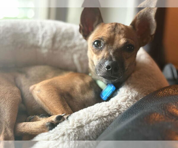 Medium Photo #3 Chihuahua Puppy For Sale in Mukwonago, WI, USA