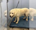 Small Great Pyrenees
