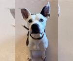 Small #1 American Bulldog Mix