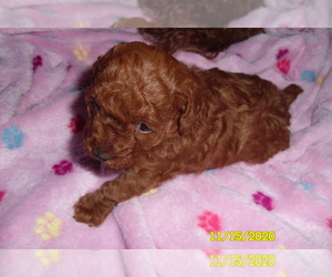Poodle (Toy) Puppy for sale in DULUTH, GA, USA