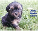 Puppy Bimbo Shorkie Tzu