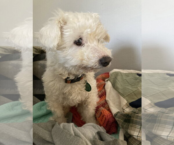 Medium Photo #6 Bichon Frise-Unknown Mix Puppy For Sale in Rootstown, OH, USA