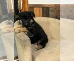 Small #3 German Shepherd Dog