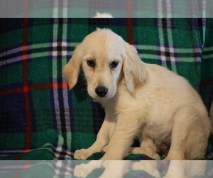 Golden Retriever Puppy for sale in BLOOMINGTON, IN, USA