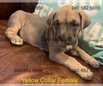 Puppy Yellow Collar F Cane Corso