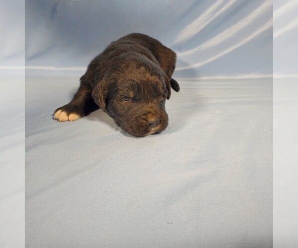 Medium Photo #48 Golden Mountain Dog Puppy For Sale in BLACK FOREST, CO, USA