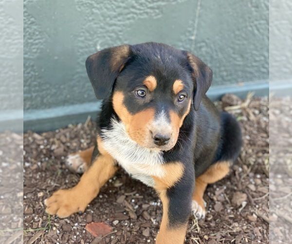 Medium Photo #3 Australian Cattle Dog-Black Mouth Cur Mix Puppy For Sale in WACO, TX, USA