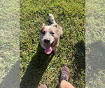 Small #3 Mutt