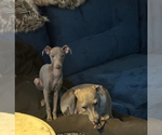 Small #4 Italian Greyhound