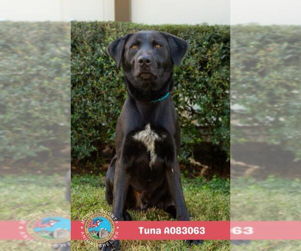 Medium Photo #2 Labrador Retriever-Unknown Mix Puppy For Sale in Mobile, AL, USA