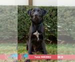 Small #1 Labrador Retriever Mix