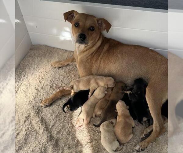 Medium Photo #2 Chihuahua-Unknown Mix Puppy For Sale in San Diego, CA, USA