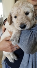 Goldendoodle Puppy for sale in DALLAS, GA, USA