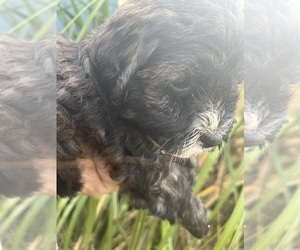 Maltipoo Puppy for sale in VENETA, OR, USA