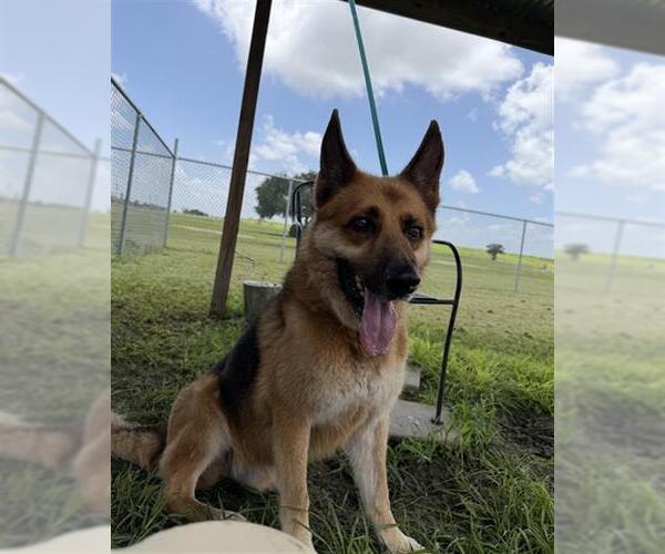 Medium Photo #2 German Shepherd Dog Puppy For Sale in Rosenberg, TX, USA