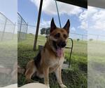 Small #1 German Shepherd Dog