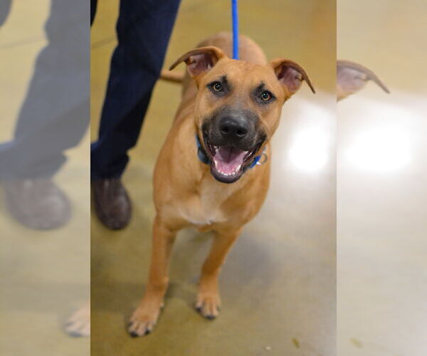 Medium Photo #3 Mutt Puppy For Sale in Germanton, TN, USA