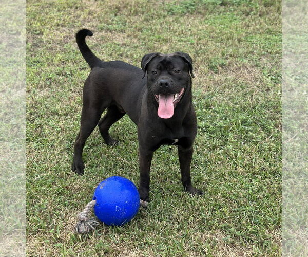 Medium Photo #3 Boxador Puppy For Sale in Houston, TX, USA