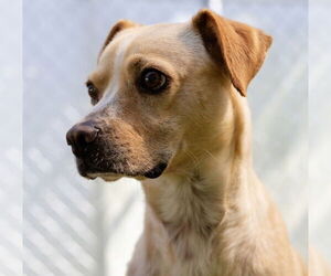 Mutt Dogs for adoption in Canton, CT, USA